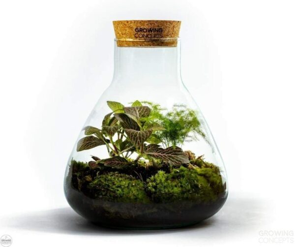 DIY Jardín en Botellas Sostenible de Botanicly